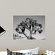 Joshua Tree Bw Wall Decal