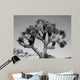 Joshua Tree Bw Wall Decal