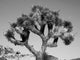 Joshua Tree Bw Wall Decal