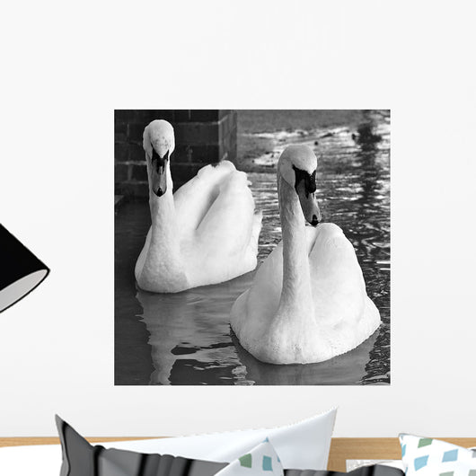 Swans Love Bw Wall Decal