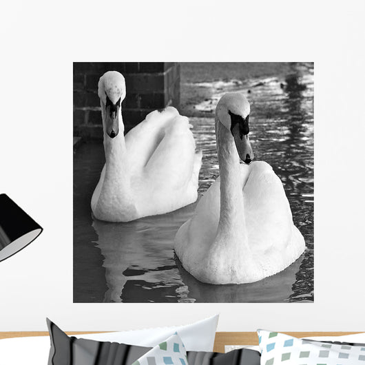 Swans Love Bw Wall Decal