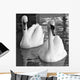 Swans Love Bw Wall Decal