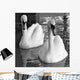 Swans Love Bw Wall Decal
