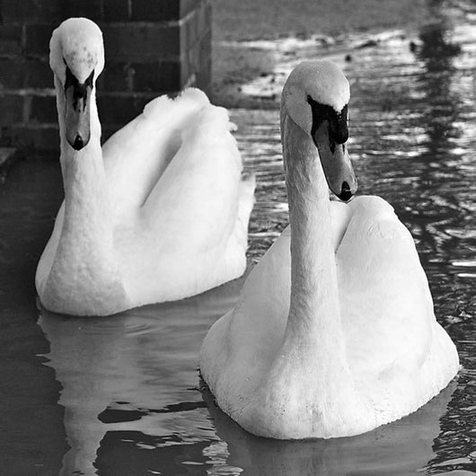 Swans Love Bw Wall Decal