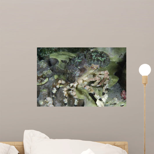Decorator Crab Indonesia Wall Decal