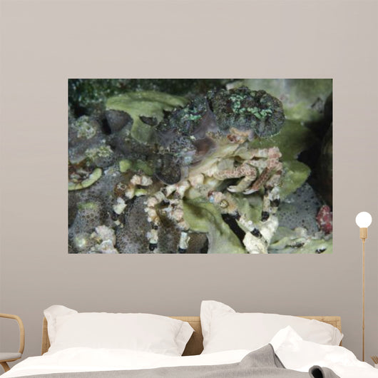 Decorator Crab Indonesia Wall Decal