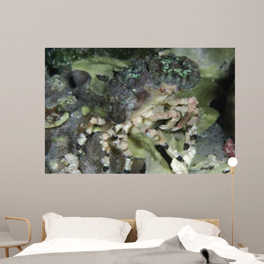Decorator Crab Indonesia Wall Decal