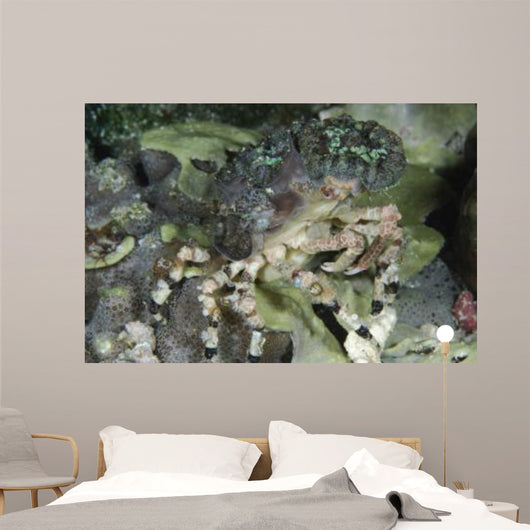 Decorator Crab Indonesia Wall Decal