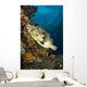 Map Pufferfish Indonesia Wall Decal