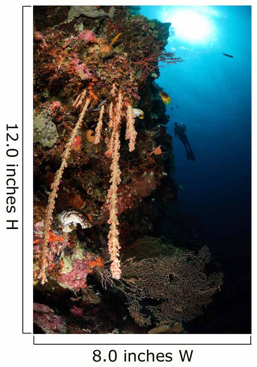 Soft Coral Reef Indonesia Wall Decal
