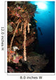 Soft Coral Reef Indonesia Wall Decal
