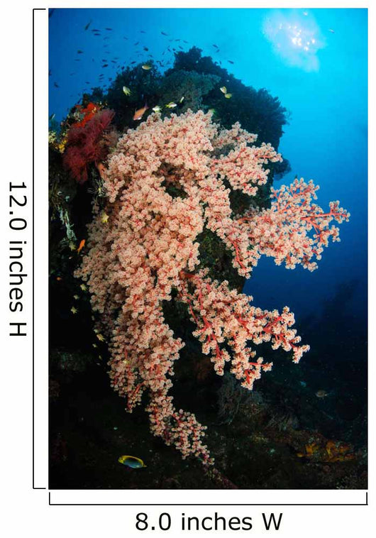 Soft Coral Liberty Wreck Wall Decal