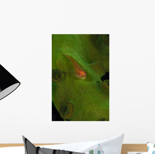 Goby Coral Australia Wall Decal