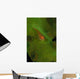Goby Coral Australia Wall Decal