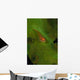 Goby Coral Australia Wall Decal