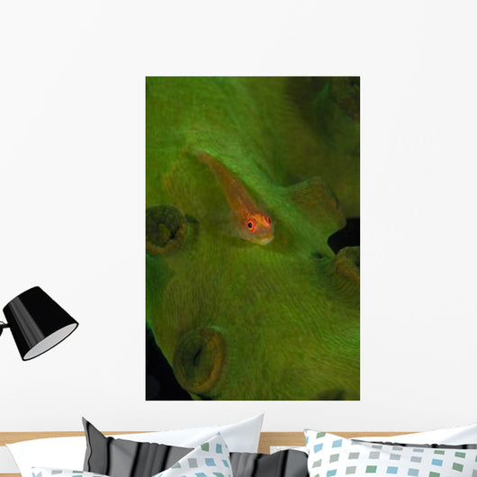 Goby Coral Australia Wall Decal