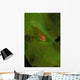 Goby Coral Australia Wall Decal
