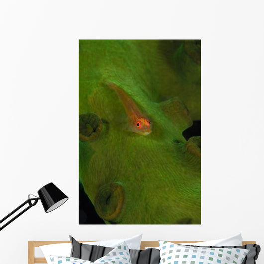 Goby Coral Australia Wall Decal