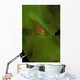 Goby Coral Australia Wall Decal