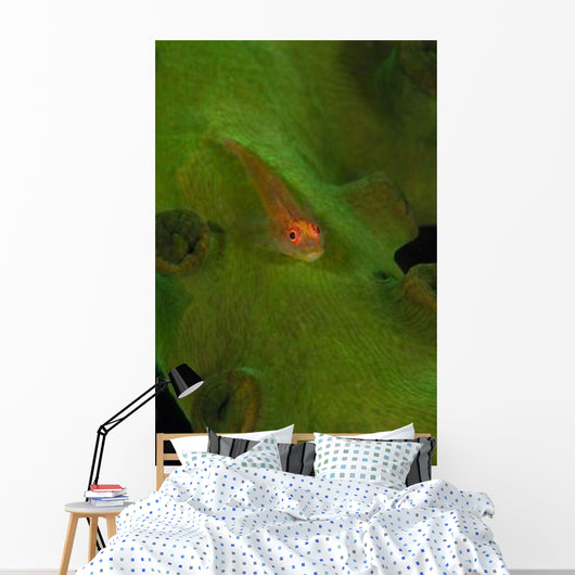 Goby Coral Australia Wall Decal
