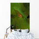 Goby Coral Australia Wall Decal