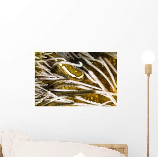 Clingfish Crinoid Australia Wall Decal