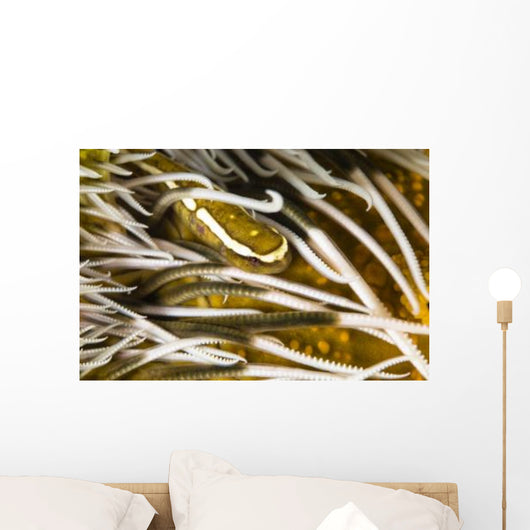 Clingfish Crinoid Australia Wall Decal