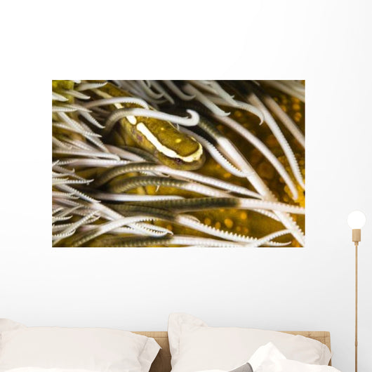 Clingfish Crinoid Australia Wall Decal
