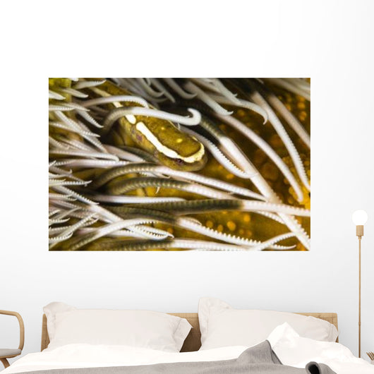 Clingfish Crinoid Australia Wall Decal