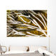 Clingfish Crinoid Australia Wall Decal