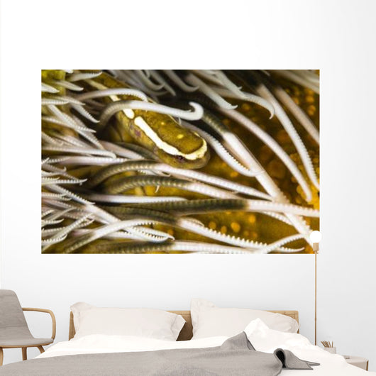 Clingfish Crinoid Australia Wall Decal