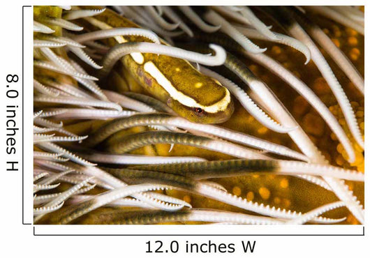 Clingfish Crinoid Australia Wall Decal
