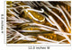 Clingfish Crinoid Australia Wall Decal