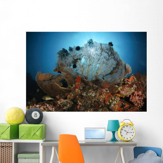 Sea Fan Liberty Wreck Wall Decal