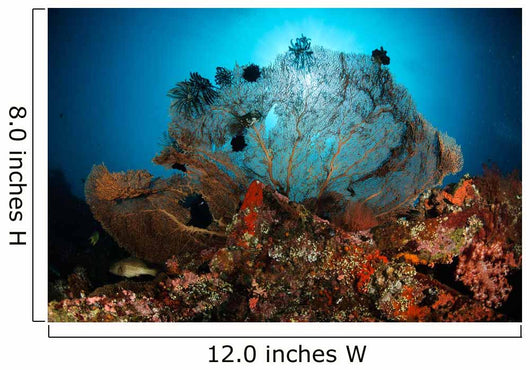 Sea Fan Liberty Wreck Wall Decal
