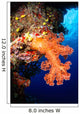 Soft Coral Seascape Fiji Wall Decal Design 5