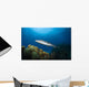 Great Barracuda Belize Wall Decal Design 2