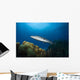 Great Barracuda Belize Wall Decal Design 2