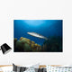 Great Barracuda Belize Wall Decal Design 2