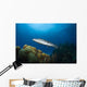 Great Barracuda Belize Wall Decal Design 2