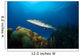 Great Barracuda Belize Wall Decal Design 2