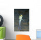 Yellowhead Jawfish Belize Wall Decal