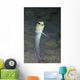 Yellowhead Jawfish Belize Wall Decal