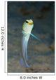 Yellowhead Jawfish Belize Wall Decal