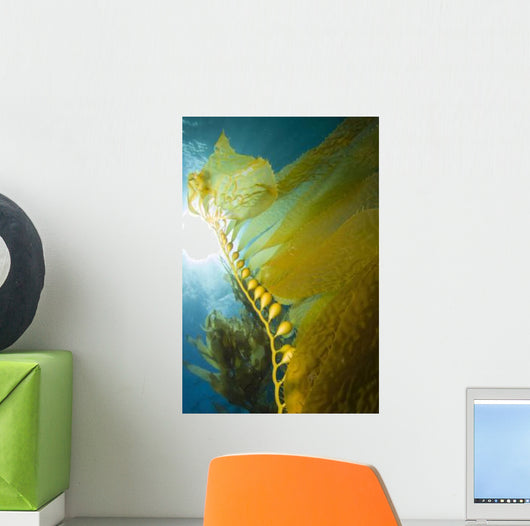 Giant Kelp Catalina Island Wall Decal