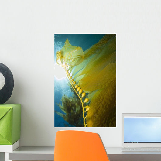 Giant Kelp Catalina Island Wall Decal