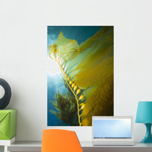 Giant Kelp Catalina Island Wall Decal