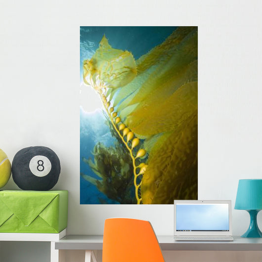 Giant Kelp Catalina Island Wall Decal
