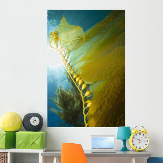 Giant Kelp Catalina Island Wall Decal