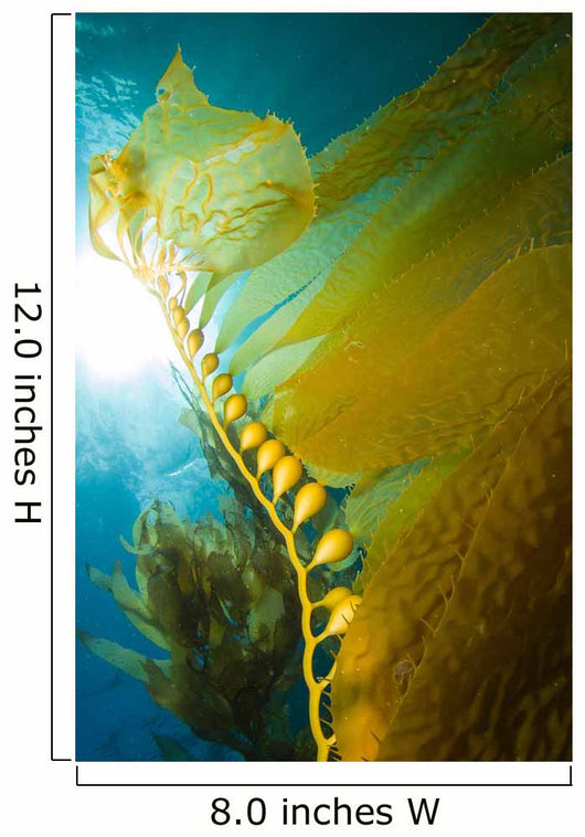 Giant Kelp Catalina Island Wall Decal